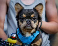 "Moto Doggos"